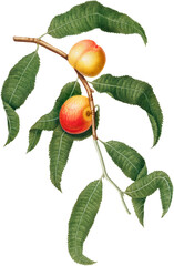 Peach tree branch with fruits and green leaves, isolated on white background