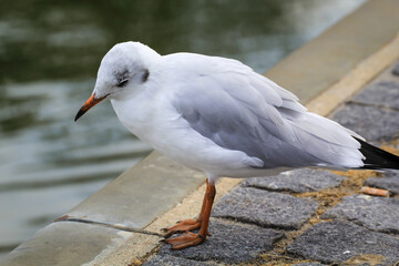 Portrait einer Lachmöwe. Eine Lachmöwe an der Ostsee.