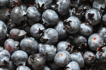 Detailed close-up of multiple blueberries
