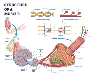 Structure of muscle with isolated myosin and actin closeup outline diagram. Labeled educational arm bone muscular inner parts detailed description with sarcomere magnification vector illustration. - obrazy, fototapety, plakaty