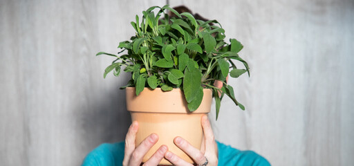 woman holding pot with fresh sage