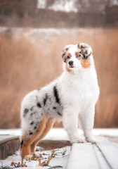 Serious blue merle australian shepherd puppy dog posing outdoors in winter on orange background