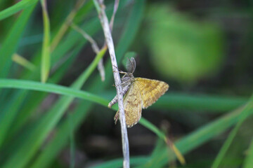 Ein Schmetterling auf einer Wiese, Wiesenpflanze. Wunderschöne Schmetterlinge Deutschlands.
