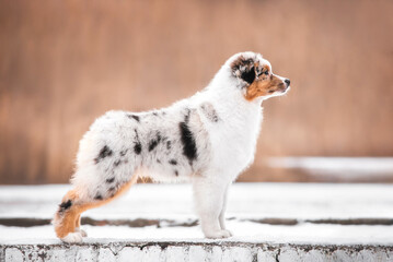 Serious blue merle australian shepherd puppy dog standing in breed show stack outdoors in winter on orange background