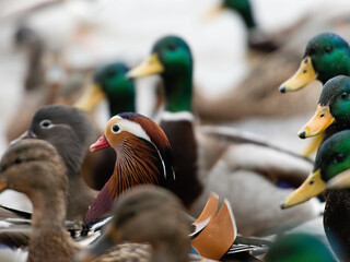 mandarin duck among mallards on the beach in stockholm