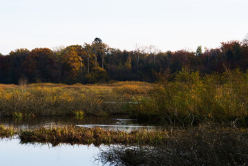 Fototapeta na wymiar Landscape of the eastern ecopark located in the salt swamp in the municipality of Kołobrzeg.