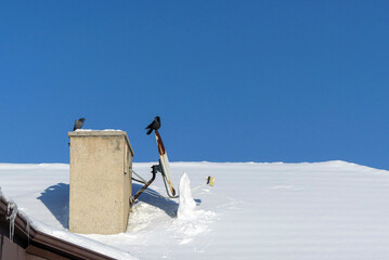 A crow stands on the satellite dish on the roof in winter, and next to it are pigeons, the...