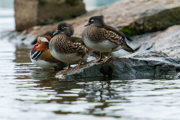 mandarin ducks on a rock in the water