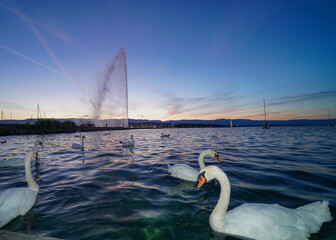 Geneva water jet with swans