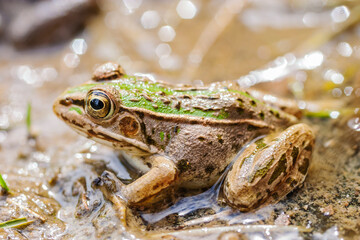 Obraz premium 水辺のトノサマガエル トノサマガエル カエル 蛙 蛙の子