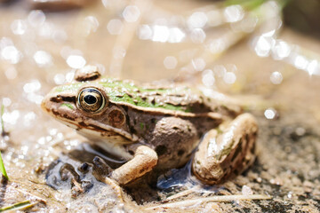 水辺のトノサマガエル　トノサマガエル　カエル　蛙　 蛙の子