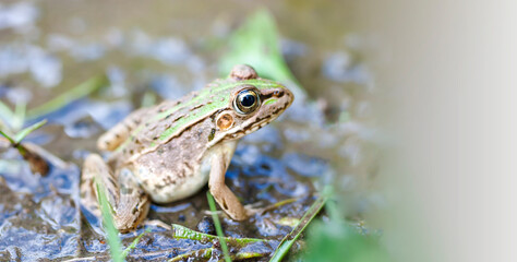 水辺のトノサマガエル　トノサマガエル　カエル　蛙　 蛙の子