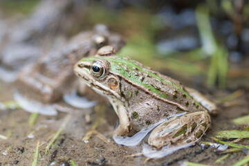 水辺のトノサマガエル　トノサマガエル　カエル　蛙　 蛙の子
