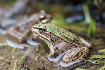水辺のトノサマガエル　トノサマガエル　カエル　蛙　 蛙の子