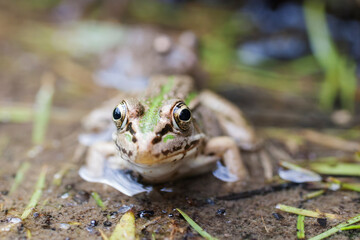 水辺のトノサマガエル　トノサマガエル　カエル　蛙　 蛙の子