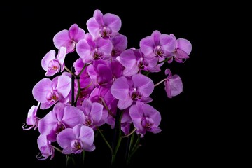Purple Orchid on black background