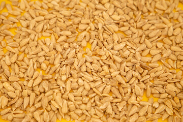 many grains of barley on a yellow background