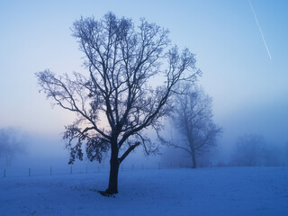 木と雪の冬のイメージ、白い世界