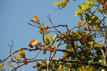 colorful parrot in corcovado costa rica