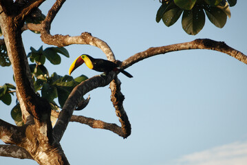 toucan bird on a branch in corcovado costa rica