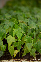 Fototapeta premium small papayas