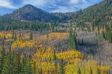 Landscape of autumn aspens (Populus tremuloides), Aspen, Colorado, USA