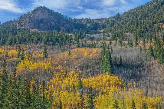 Landscape Of Autumn Aspens (Populus Tremuloides), Aspen, Colorado, USA