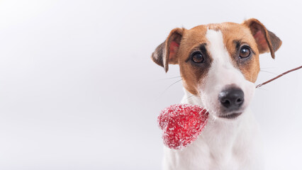 The dog holds a heart in his mouth on a white background. Greeting card with loving Jack Russell Terrier.