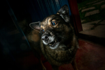 wild dog