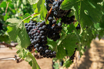 Autumn, Farm, Food, Fruit, Grape