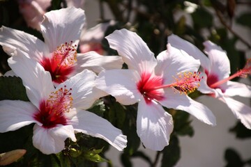 Kwiaty migdałowca © Gabriela