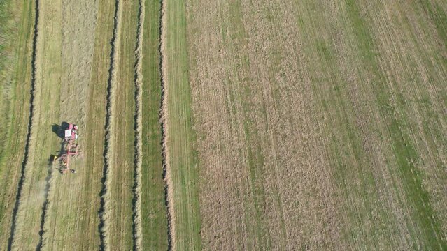 The tractor rakes the dried grass in the shafts in the field. Harvesting silage for the winter.