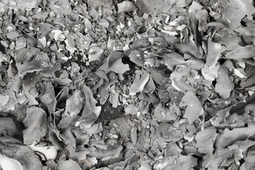 Burnt paper texture. ashes background. cinder close up