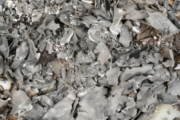 Burnt paper texture. ashes background. cinder close up