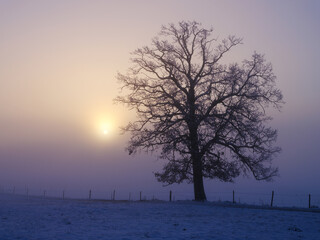 Fototapeta na wymiar 木と雪の冬のイメージ、太陽の微かな光