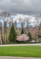 Obraz premium View over Deer Lake park in Vancouver on early spring season