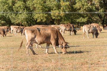 Cow of the native Spanish breed, Parda de Montaña, Bos taurus, grazing outdoors in summer in a pasture in Zamora, Spain. Focus on the face of the cow.