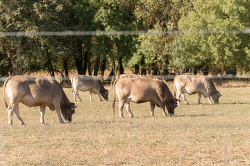 Cows of the native Spanish breed, Parda de Montaña, Bos taurus, grazing outdoors in summer in a pasture in Zamora, Spain.