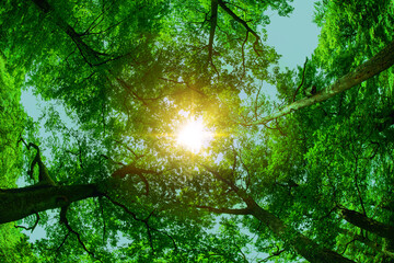 forest from below, trees looking up