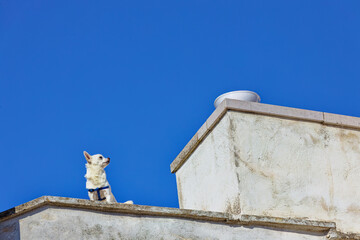 Ein Hund schaut von einem Haus hinunter