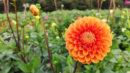 Bienen und Blumen im Sommer