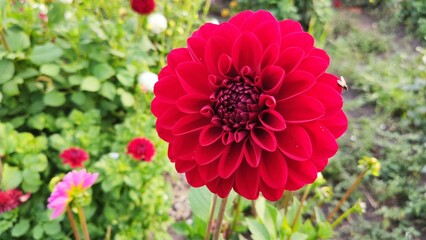 Bienen und Blumen im Sommer