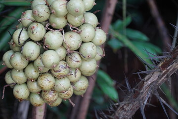 Unripe Tucumã fruits (astrocaryum aculeatum) growing on a spiny palm. The fruit has an oily pulp,...