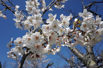 Cherry blossom trees in full bloom that herald spring, Sanda City, Hyogo Prefecture, Japan