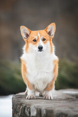 Naklejka na ściany i meble Cute red male of welsh corgi pembroke dog standing and looking forward in winter park