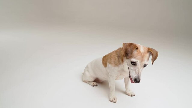 Side profile view dog sitting in white studio and looking at camera and down. Adorable small pet Jack Russell terrier smiling. Adorable happy pet face with open mouth. video footage dslr camera