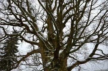 Obraz premium old strong maple tree, the oldest in the region. without leaves with snow covered tree crown. resistant in mountain conditions