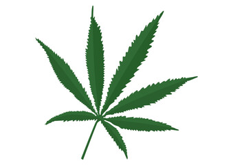 Cannabis leaf isolated. Sativa green leaf.