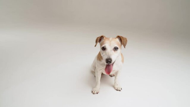 Dog on white sits upright and looks at the camera. Adorable happy tired pet face with open mouth. Animal in white studio theme video footage. Front view