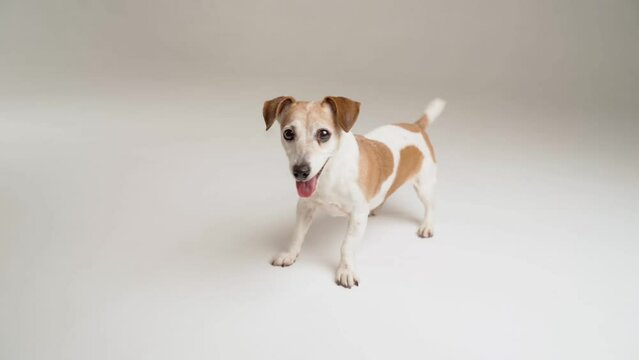 Happy excited small dog wants to play running around waiting for toy ball. Smiling pet Jack Russell terrier on white studio video footage animal theme. Positive adorable emotions